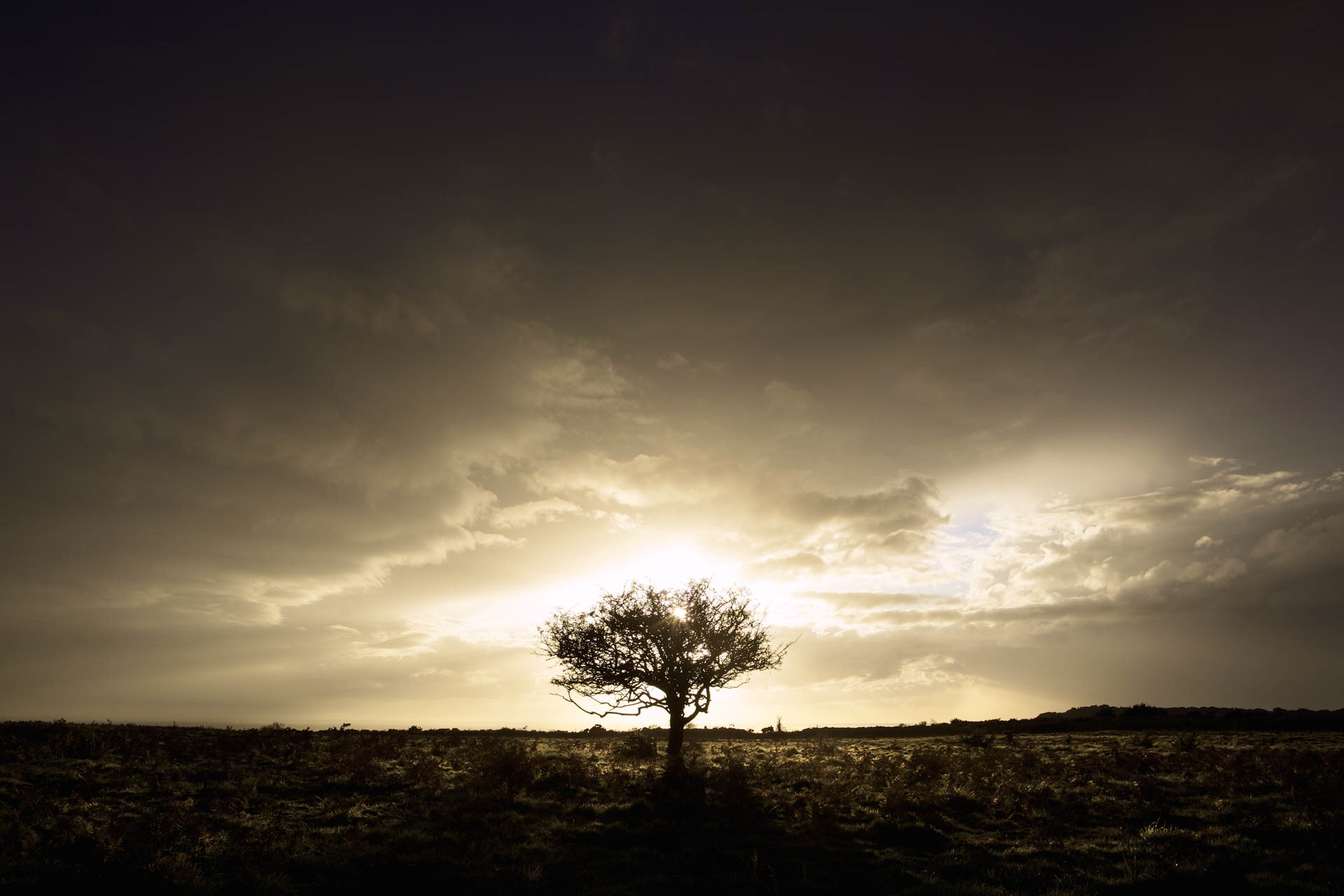 Eerie Silhouetted Tree at Noirmont