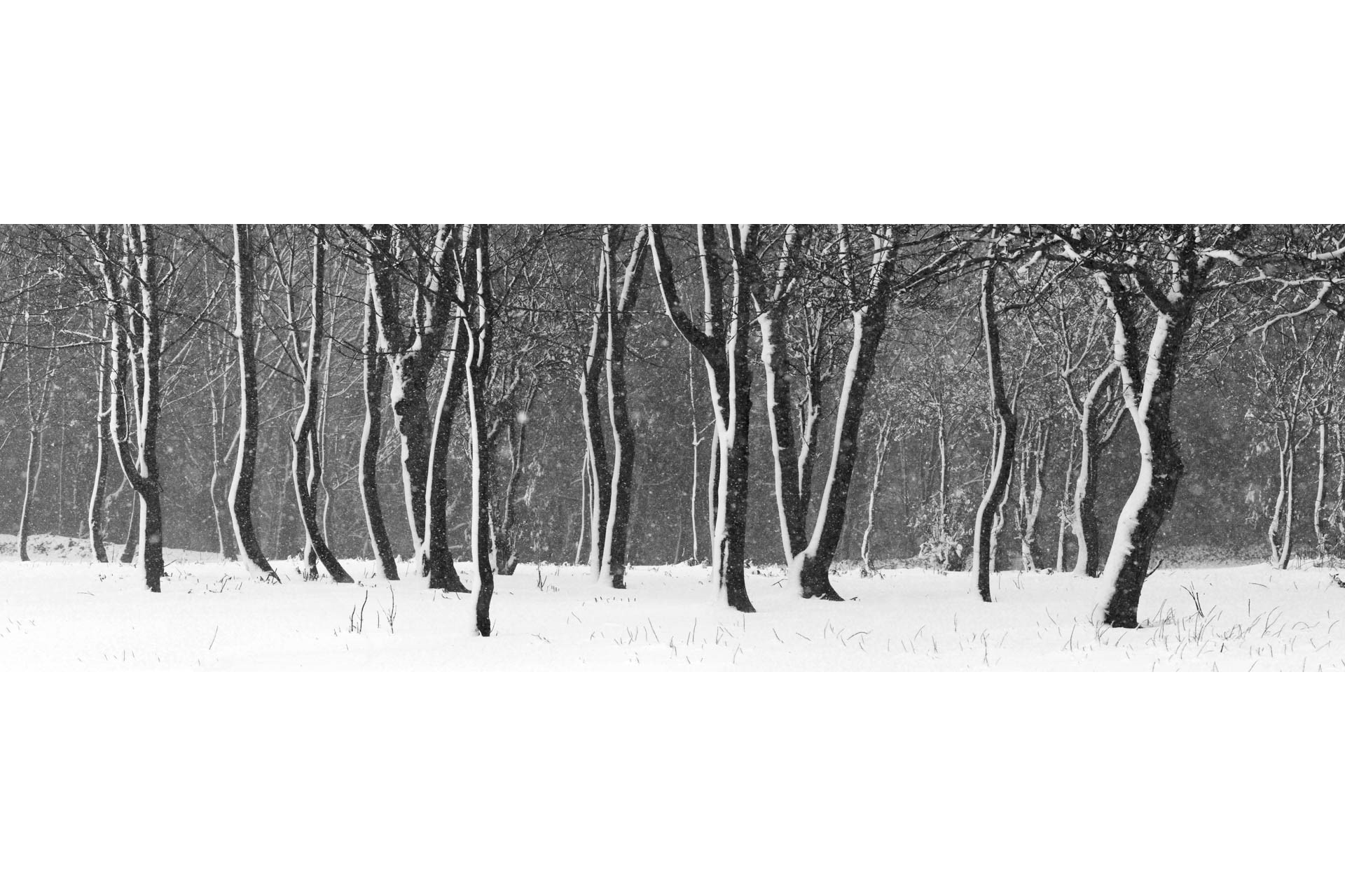 Blizzard, Jersey