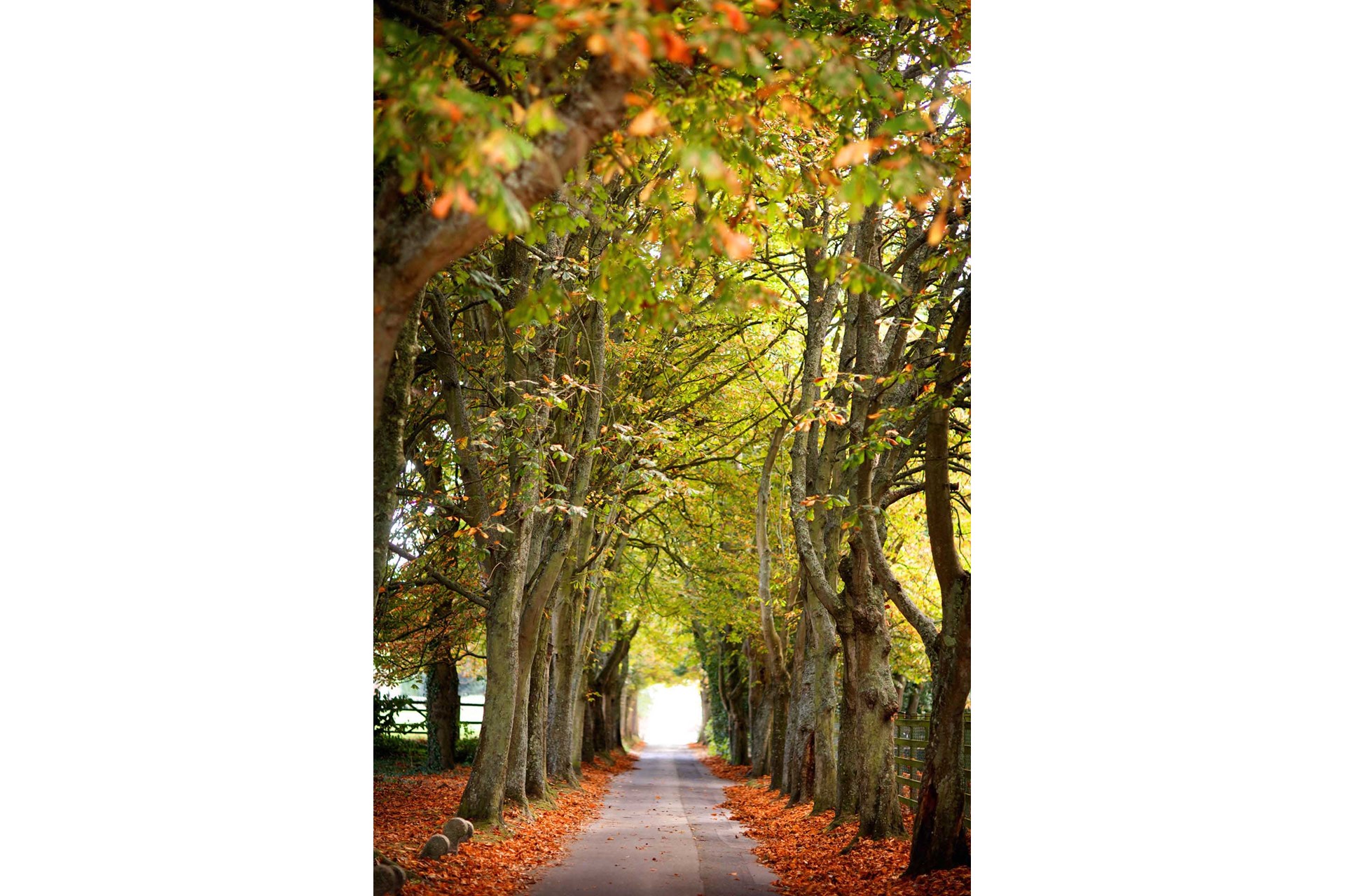 A country lane in autumn