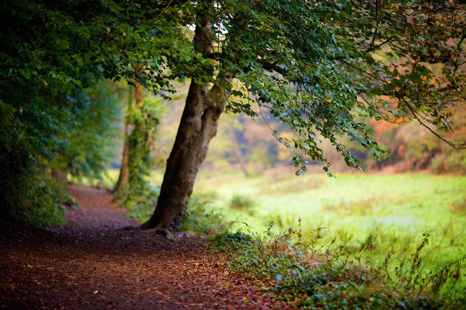 Autumn in St Catherines Woods