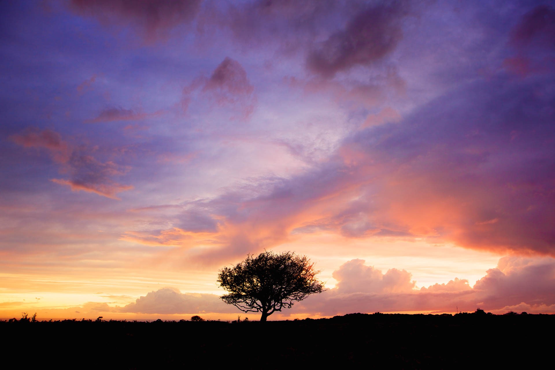 Solo Tree Sunset, Noirmont