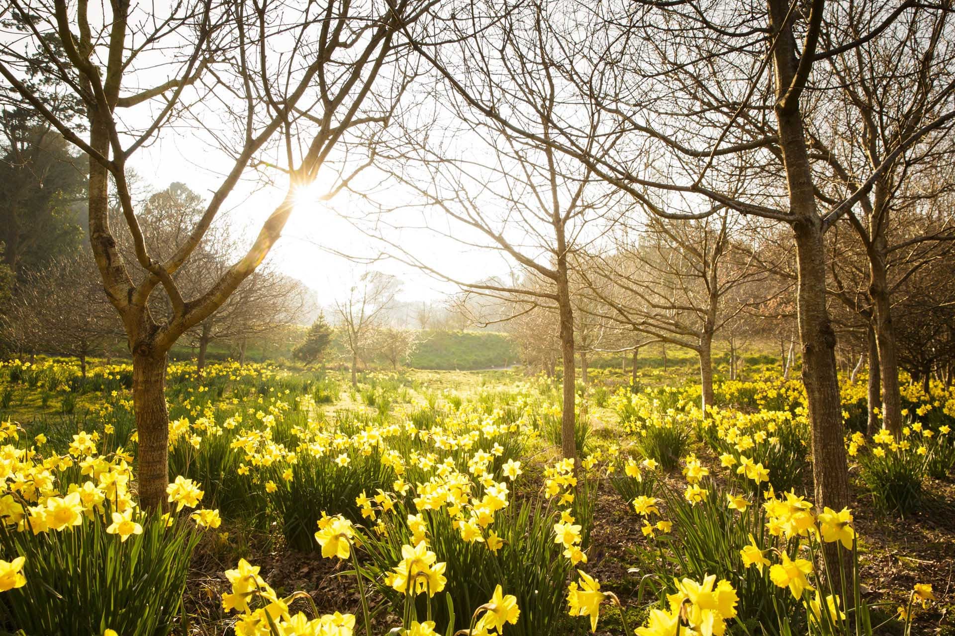 A maze of daffodils in a woodland area at St Catherine's