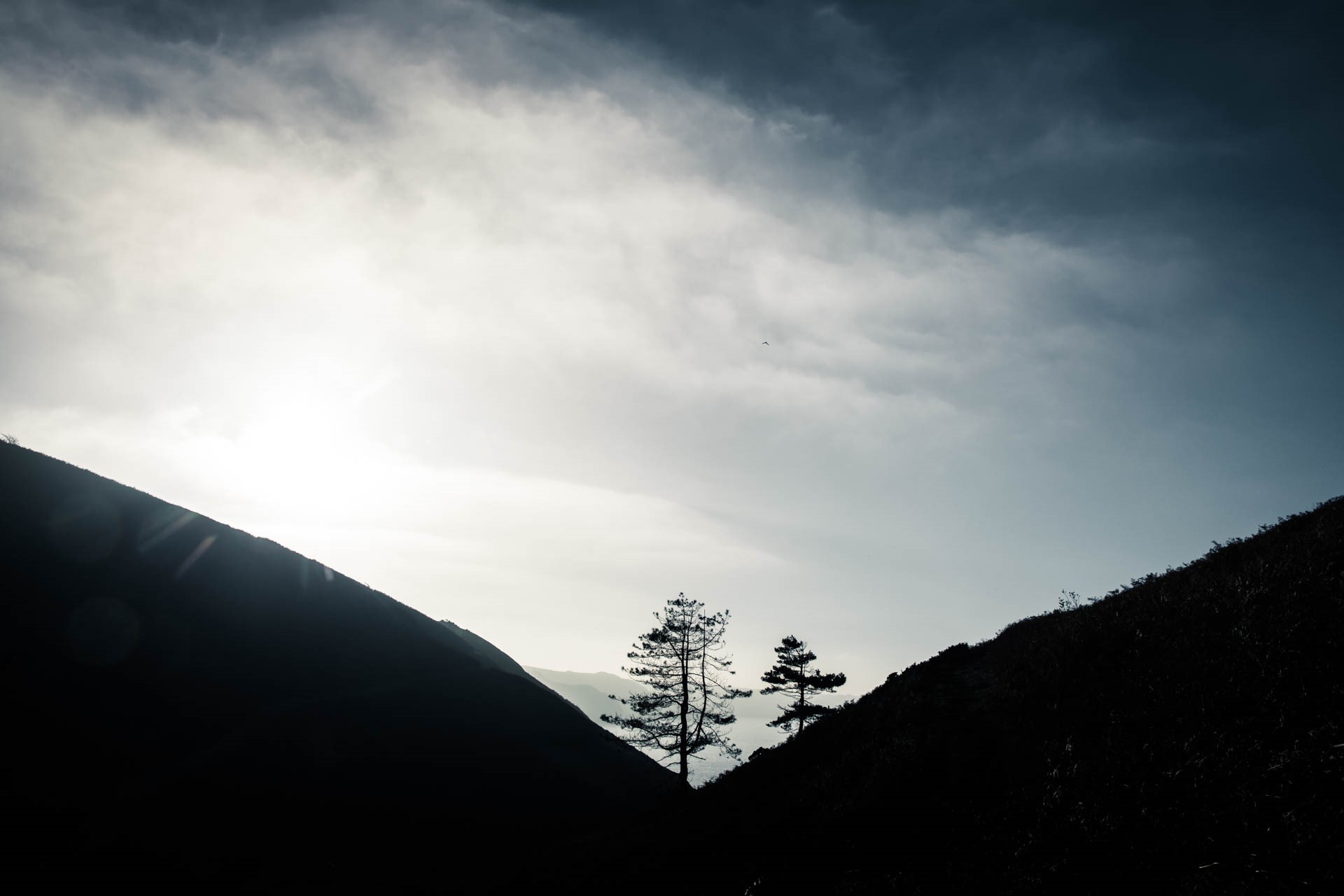 Two trees, Mourier Valley