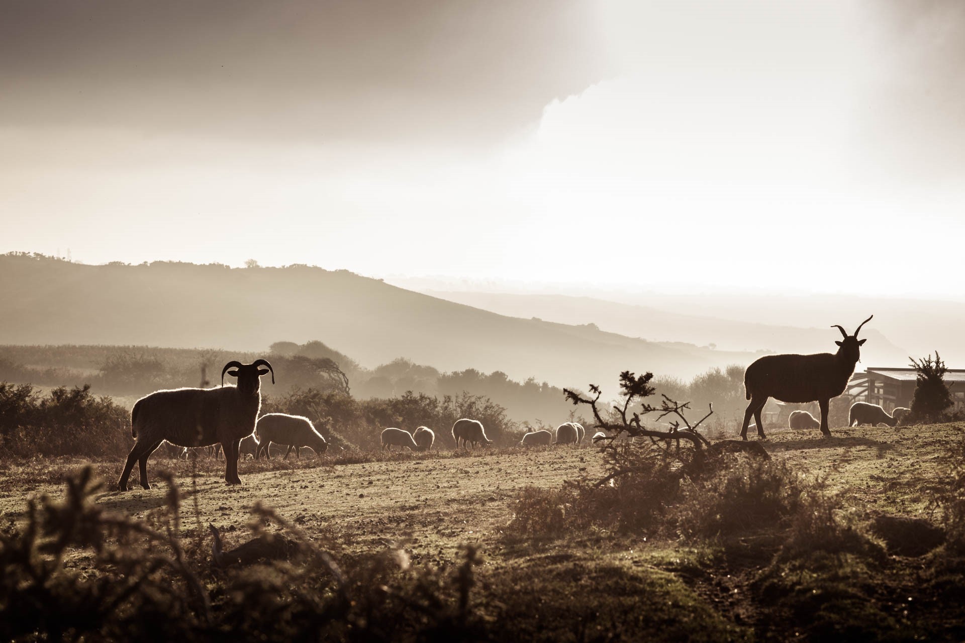 Sheep along the north coast, Jersey