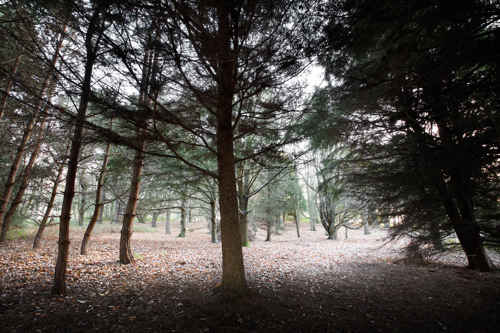 Winter woodland at Noirmont