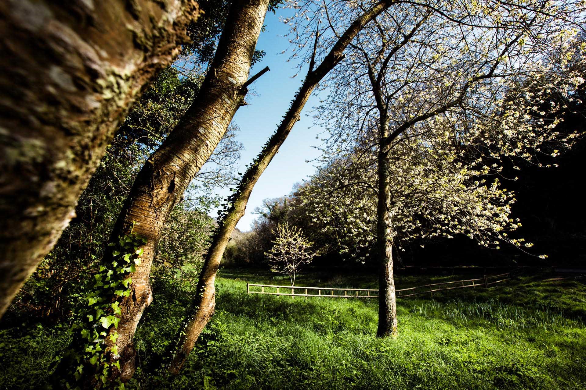 Spring blossom at St Catherine's Woods