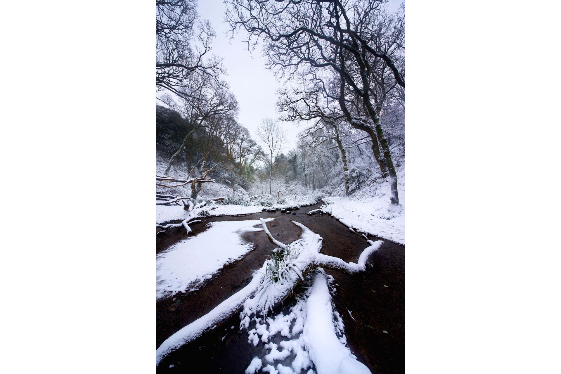 Streams Meandering through the frozen woods at St Catherine's