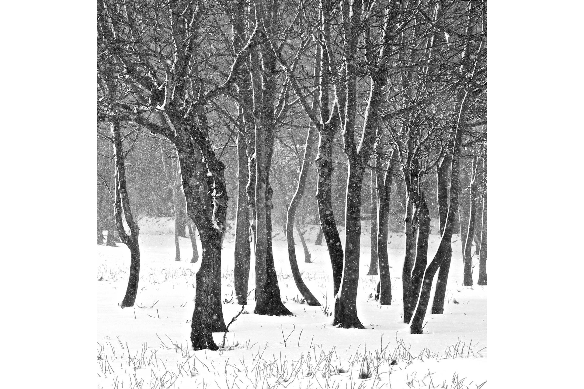 Snowstorm in the woods, Jersey