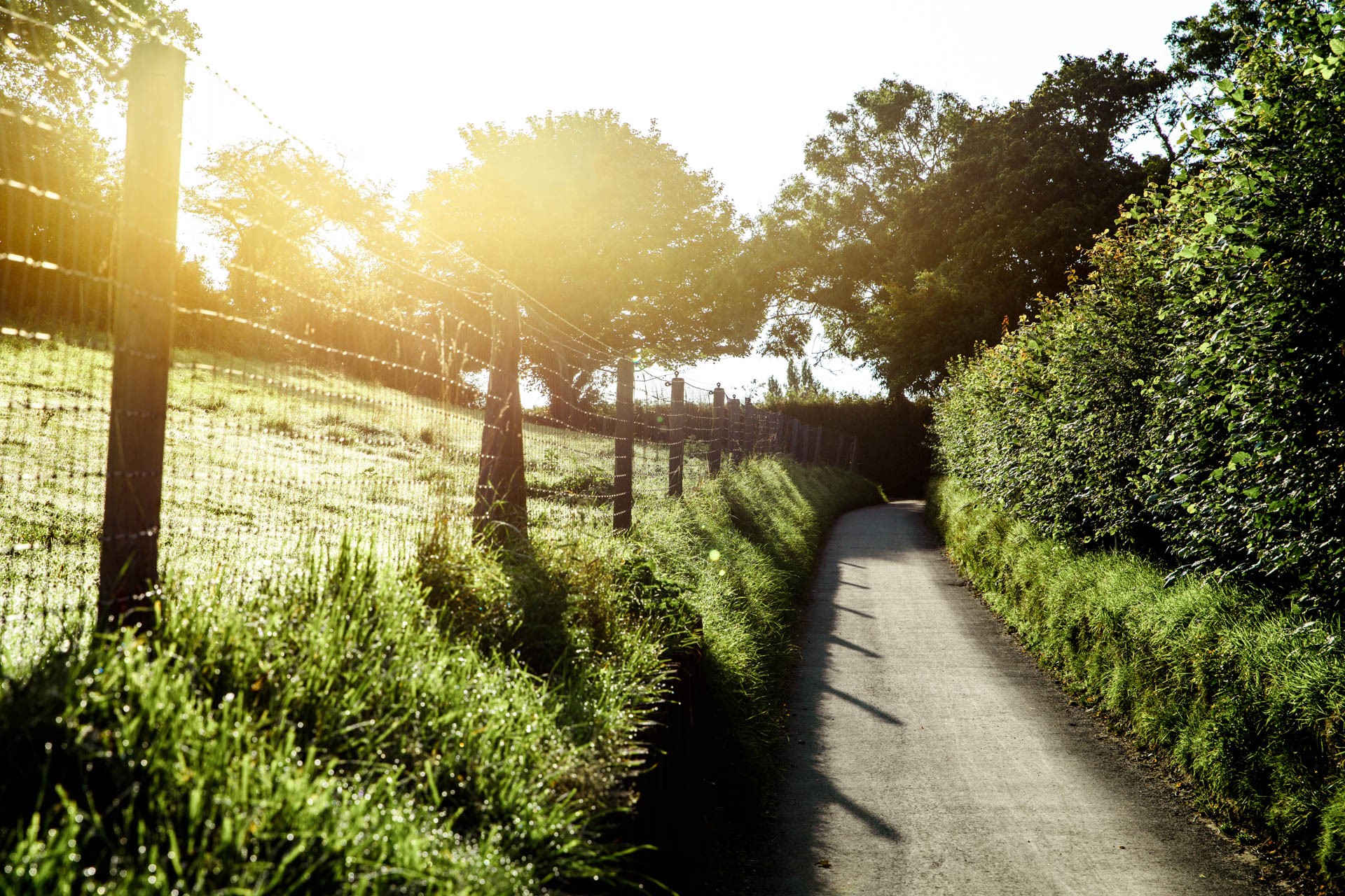 Narrow, rural lane in Jersey