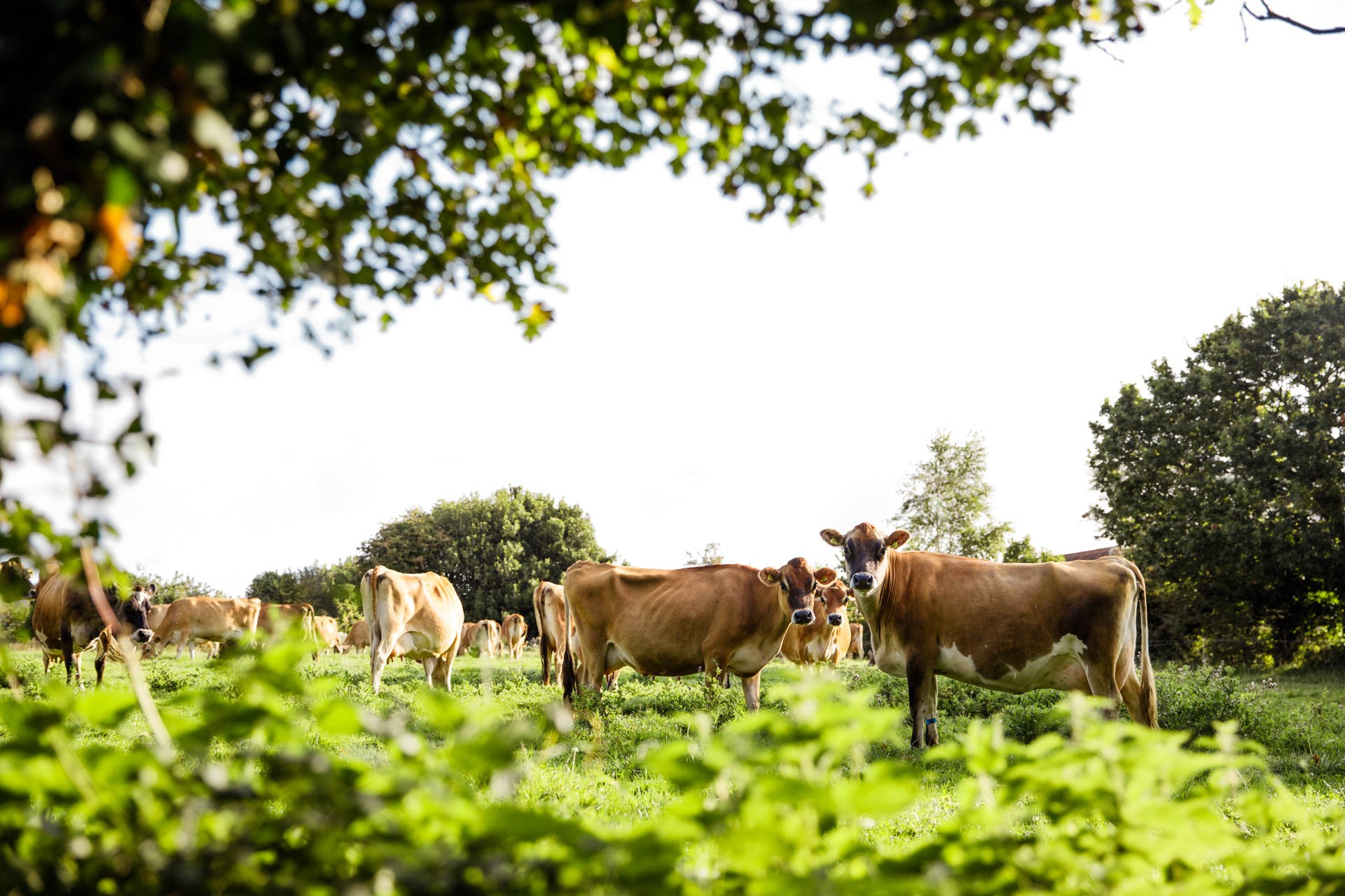 Jersey cows in a field in Jersey